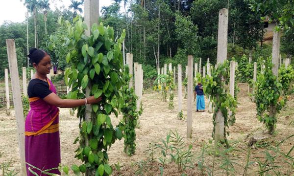মিরসরাইয়ে গোলমরিচ চাষ বদলে দিচ্ছে জীবনযাত্রা