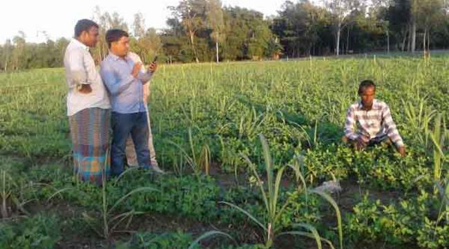 এক জমিতে ৬ ফসলের চাষ : বাম্পার ফলনে কৃষকের মুখে হাসি