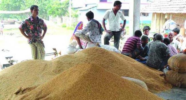 বগুড়ায় খাদ্য গুদামে ধান দিচ্ছে প্রভাবশালী সিন্ডিকেট