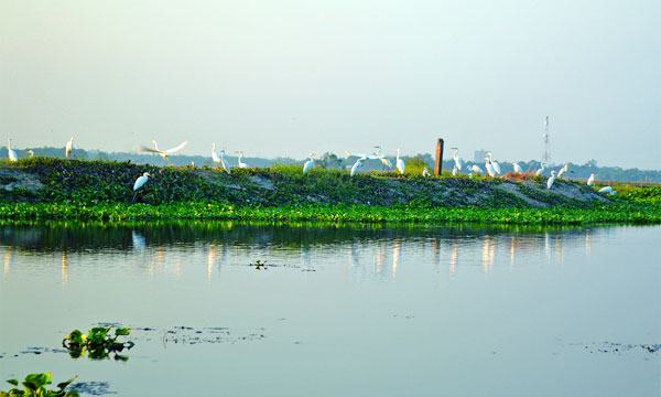 পরিযায়ী পাখির সাথে এক বিকেল...