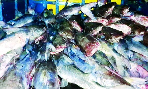 সাতক্ষীরায় এক জালেই ধরা পড়ল ৬ লাখ টাকার মেইদ মাছ