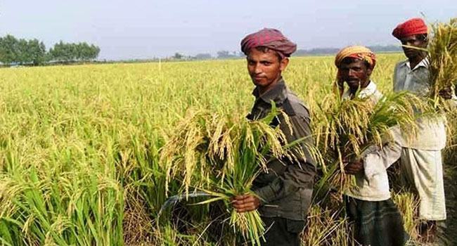 নতুন বছর থেকে চালু হচ্ছে শস্য বীমা