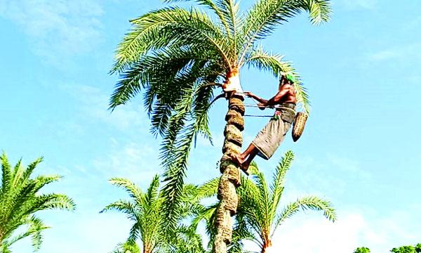 তীব্র শীতে চলছে খেজুরের রস ও পিঠা উৎসব