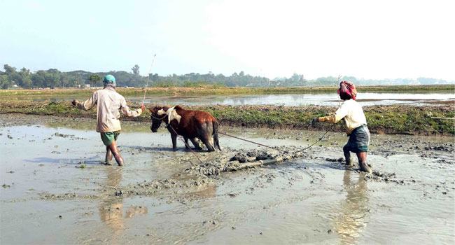 ঘোড়া দিয়ে জমি চাষ