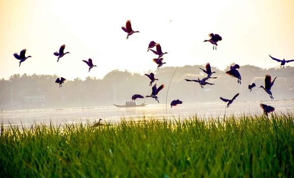নৈসর্গিক সৌন্দর্যের অন্তরায় পাখির ফাঁদ