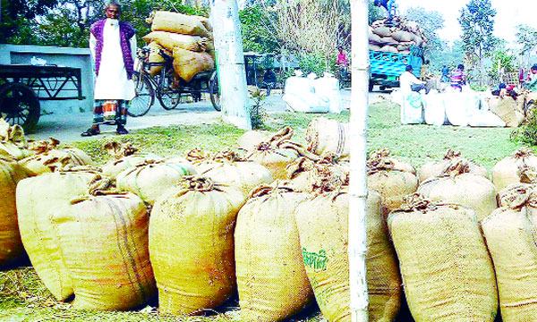 ধানের দামে হতাশা : ক্রয় সুবিধা পাননি দাকোপের ৯৮ ভাগ কৃষক