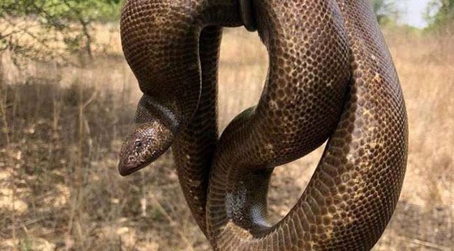 সাপের দাম সোয়া কোটি রুপি!