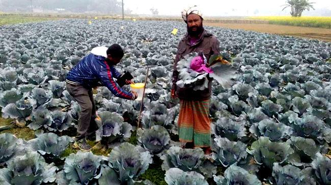 কৃষকের মুখে হাসি ফুটালো বেগুনী রঙের বাঁধাকপি
