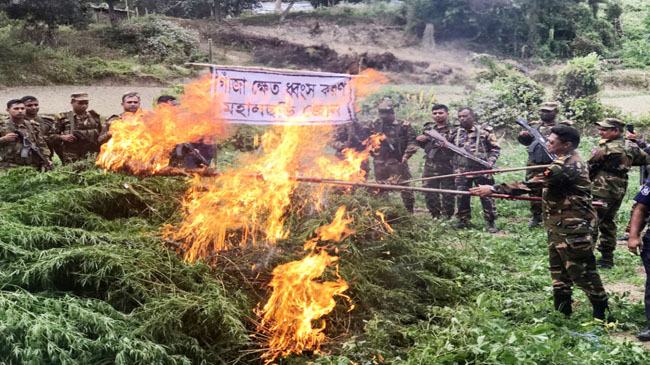 সেনাবাহিনীর অভিযানে খাগড়াছড়িতে ৭০ বিঘা গাজার খেত ধ্বংশ