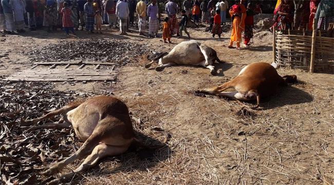 পোরশায় খাদ্যে বিষক্রিয়ায় ৭ গরুর মৃত্যু