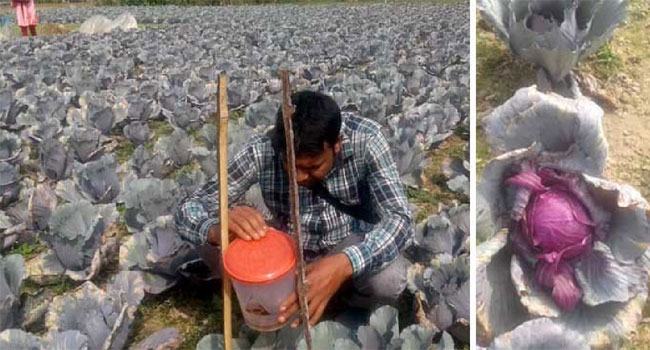 যশোরে খেতজুড়ে বেগুনি রংয়ের বাঁধাকপি
