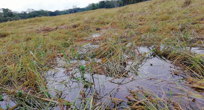 ভারী বর্ষণে পাকা আমন ধানে ব্যাপক ক্ষতি