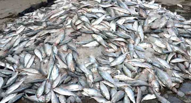 ভোলায় ২০ মণ জাটকা ইলিশ জব্দ