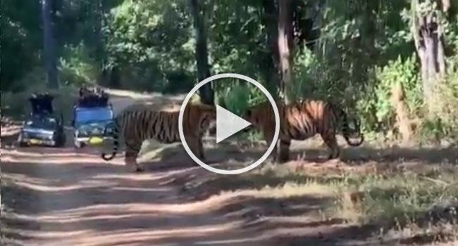 পর্যটকদের পথ আটকে বাঘের লড়াই, কী হল তারপর! (ভিডিও)