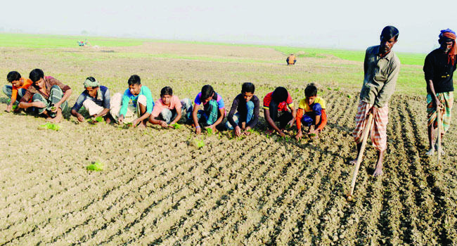 পাবনায় পেঁয়াজ রোপনে কাজ করছে শিক্ষার্থীরা