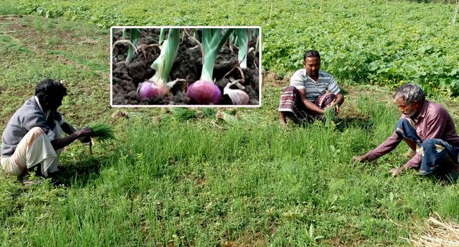 হালি পেঁয়াজেই এখন ভরসা