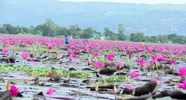 বুগইল বিলে লাল শাপলার সমারোহ