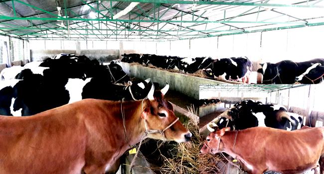 দক্ষিণ চট্টগ্রামে অর্গানিক দুধ উৎপাদনে ব্যাপক সাড়া