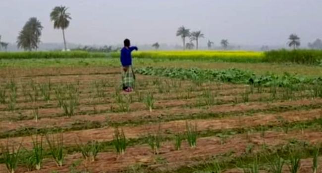 সাতক্ষীরায় ফসলের মাঠ থেকেই পেঁয়াজ চুরি!