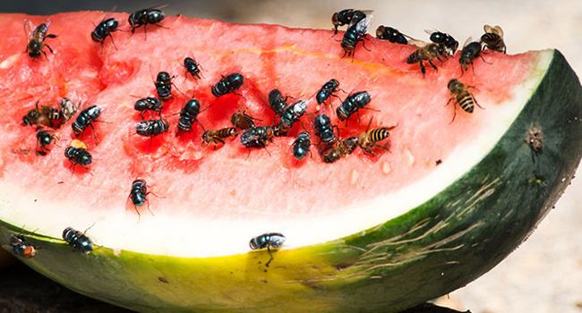 পোকা মারার আগে সাবধান হোন!