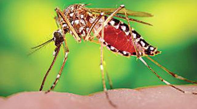 মানুষের অ্যান্টিবডি দিয়ে ডেঙ্গু প্রতিরোধী এডিস মশা তৈরি