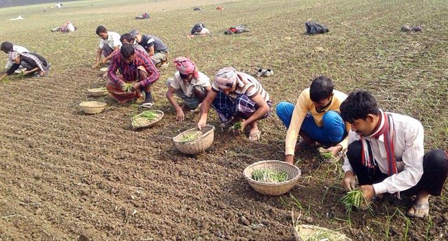 বালিয়াকান্দিতে পিঁয়াজ চাষে ঝুঁকছেন কৃষক