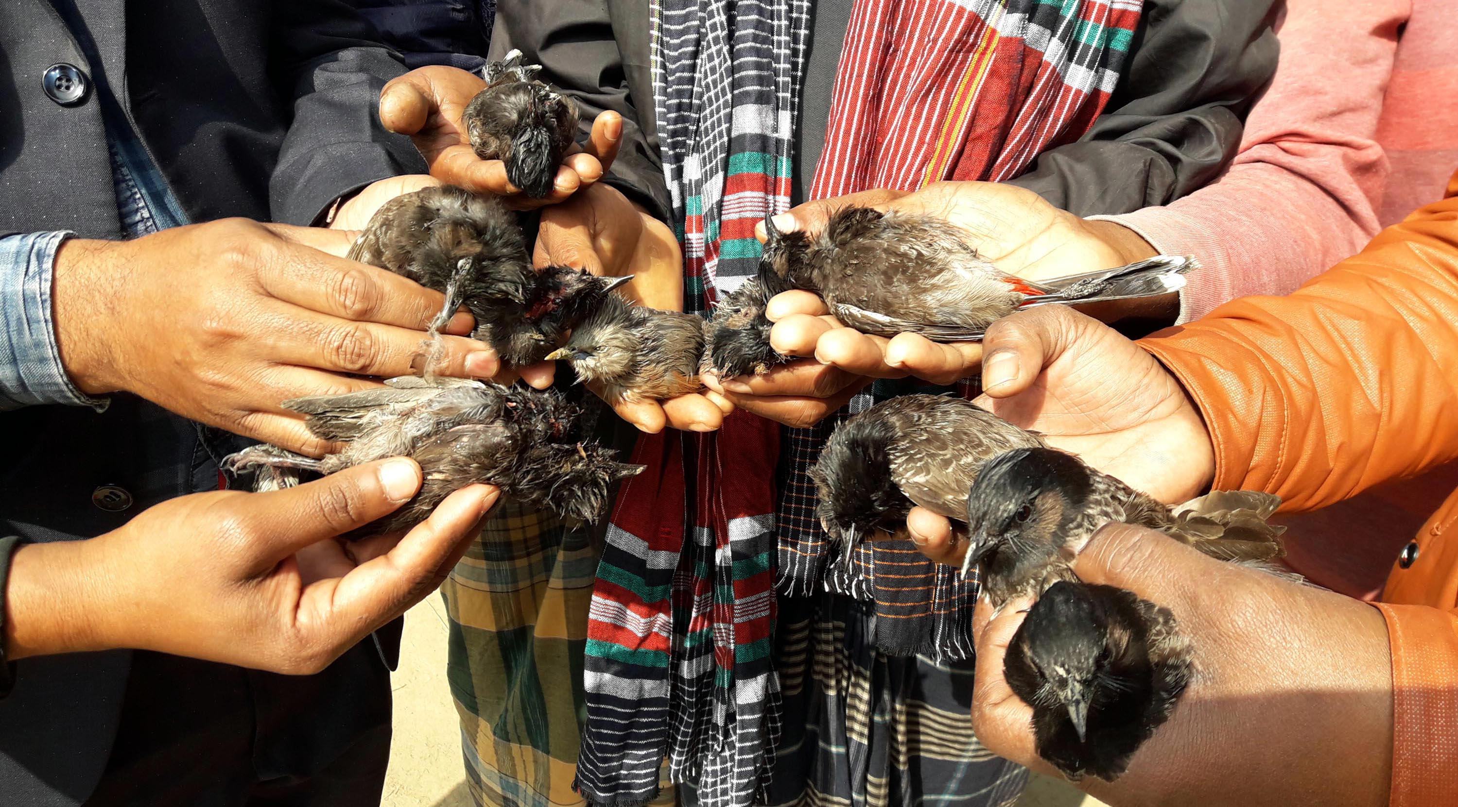 চলনবিলে অভিনব কায়দায় চলছে পাখি শিকার