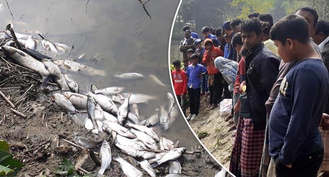 পুকুরে বিষ প্রয়োগে লক্ষাধিক টাকার মাছ নিধন