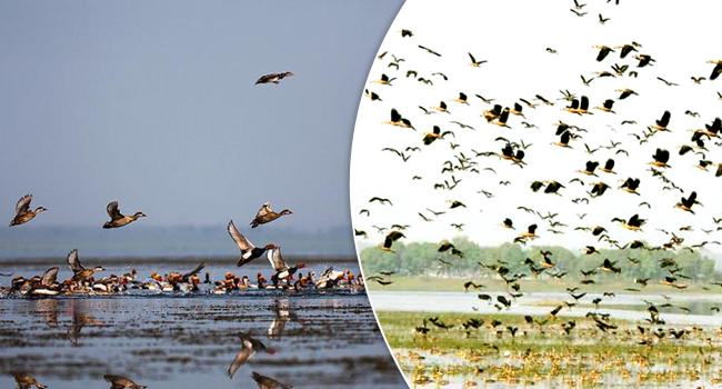 টাংগুয়ায় অতিথি পাখির আগমন কমলেও কমছে না শিকার