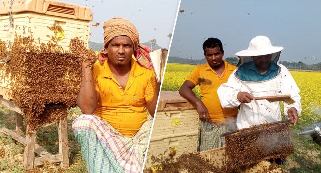 সরিষা ক্ষেতে মধু চাষ, লাভবান হচ্ছেন কৃষক