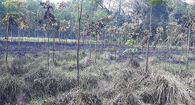 মুক্তিযোদ্ধার ৬ শতাধিক গাছ পুড়িয়ে দিল শত্রুরা
