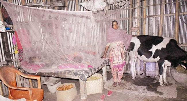 চোরের ভয়ে গরু আর মানুষের এক ঘরে বসবাস