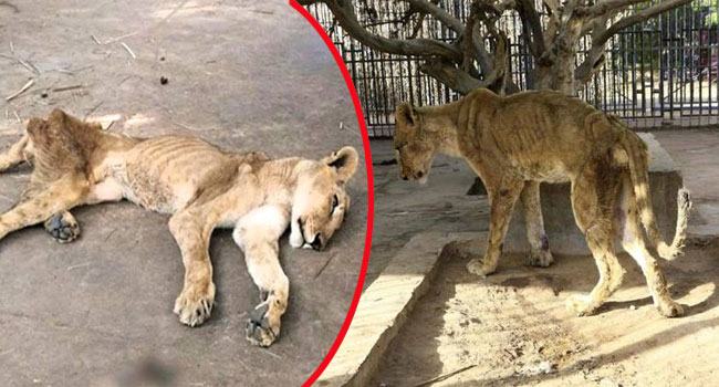 অনাহার-অপুষ্টিতে হাড় জিরজিরে দশা পশুরাজ সিংহের