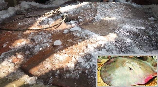 ৪০০ কেজির মাছটি বিক্রি হলো ৬৩ হাজারে