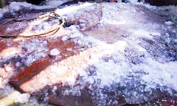 বলেশ্বর নদে ধরা পড়েছে ৪০০ কেজি ওজনের শাপলাপাতা মাছ