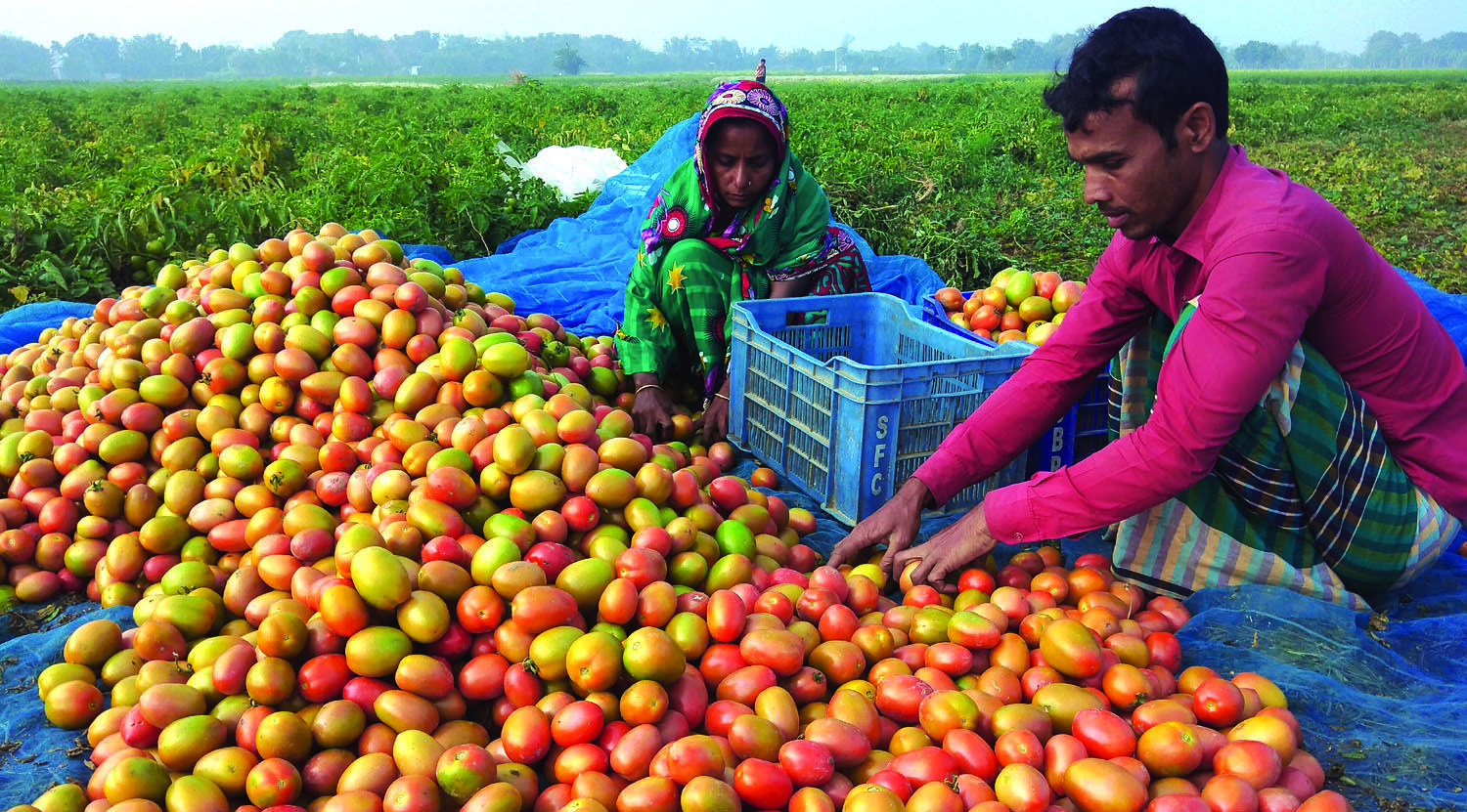 ‘বিপুল প্লাস’ জাতের টমেটো চাষে কৃষকের মুখে হাসি