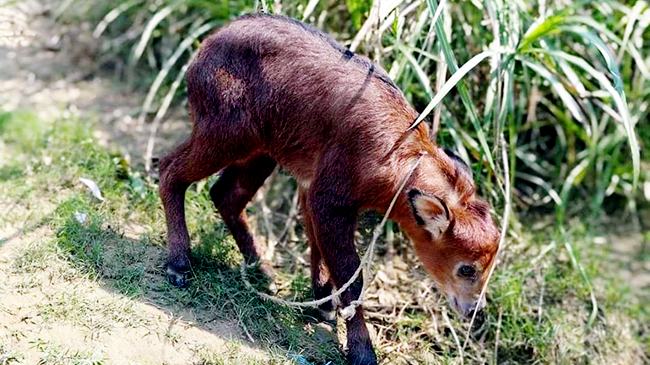 বিরল প্রজাতির বনছাগল উদ্ধার