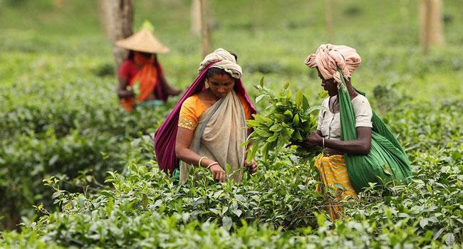 চা উৎপাদনে ইতিহাস গড়লো বাংলাদেশ