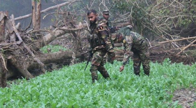 বান্দরবানে আরো নিষিদ্ধ আফিম বাগানের সন্ধান পেলেন সেনা সদস্যরা, আটক ১