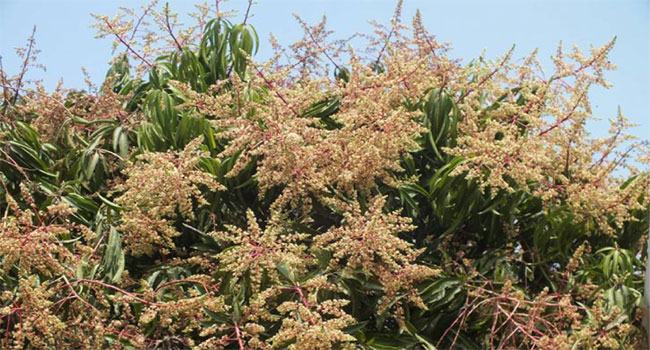 উঁকি দিচ্ছে আমের আগাম মুকুল