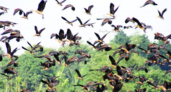 পাখির কলকাকলিতে মুখরিত নিলুয়ার বিল