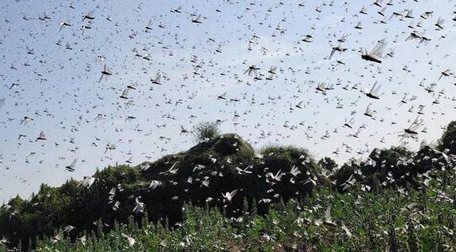 আবারো পঙ্গপালে জেরবার পাকিস্তান, জরুরি অবস্থা ঘোষণা