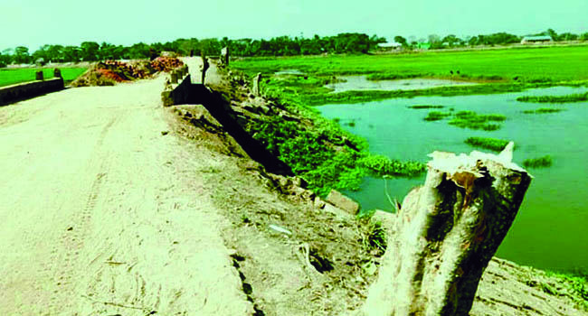 তাহিরপুরে সড়কের অর্ধশতাধিক গাছ হাওয়া