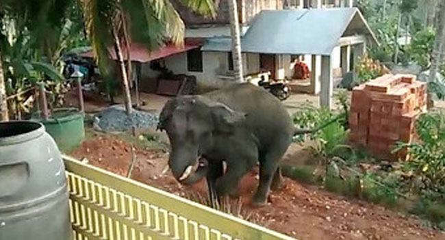 আজব কাণ্ড, চালের সঙ্গে ব্যাংকের বই-আধার কার্ডও খেয়ে ফেলল হাতি