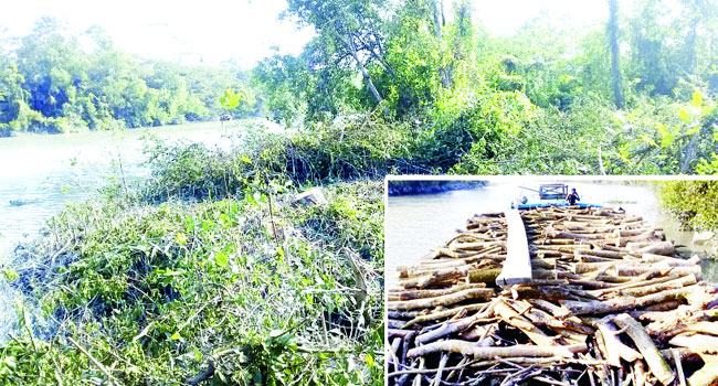 আমতলীতে ম্যানগ্রোভ বনের  গাছ কেটে উজাড়