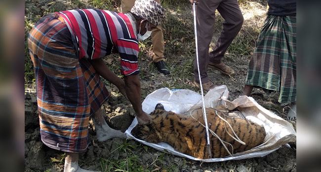 সুন্দরবন থেকে উদ্ধারকৃত মৃত বাঘের ময়নাতদন্ত সম্পন্ন