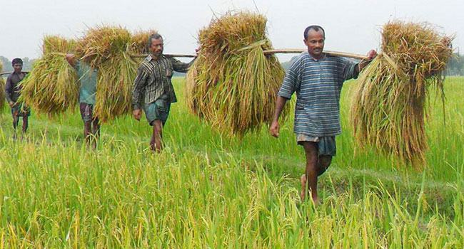 পৌনে ৩ লাখ কৃষক পাচ্ছেন সাড়ে ২৩ কোটি টাকার সার ও বীজ