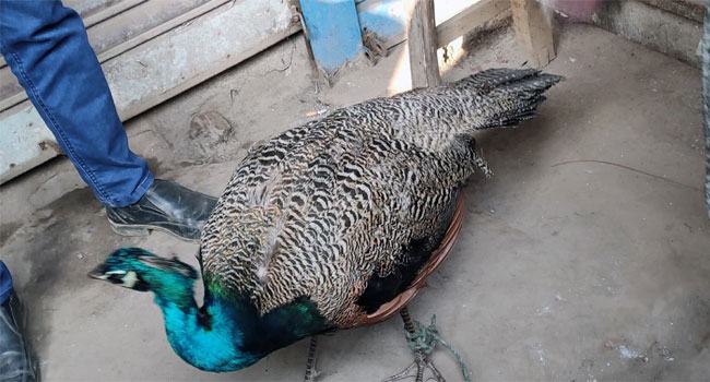 পঞ্চগড়ে ভারতীয় ময়ূর উদ্ধার