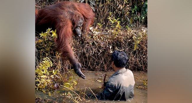 সাহায্যের জন্য হাত বাড়িয়ে দিল ওরাং ওটাং,