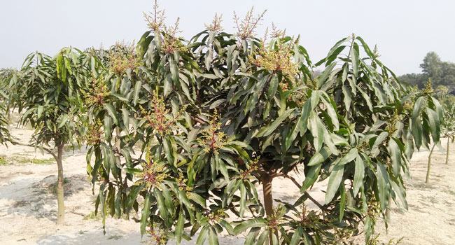 আম গাছে ফুটছে মুকুল, ভালো ফলনের সম্ভাবনা